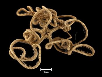 Media type: image;   Invertebrate Zoology OPH-2838 Description: Bottom of brittle star with mouth visible.;  Aspect: ventral